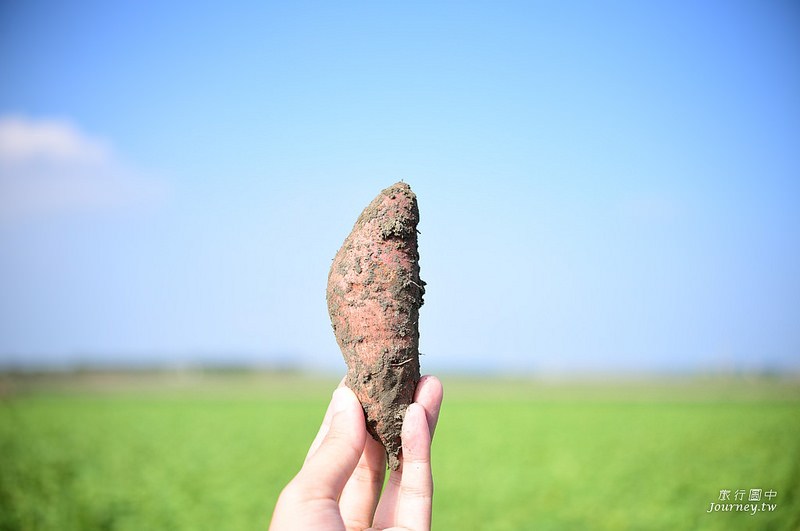 每一次低頭都是向土地致敬！體驗農人們的蕃薯精神_img_15